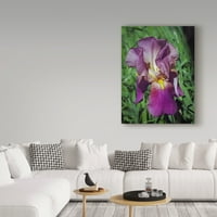 Marcă comercială Artă Plastică 'Iris Purple Floral' pânză artă de J. D. Mcfarlan