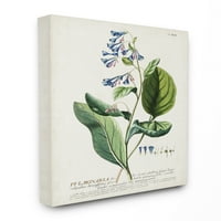 Stupell Industries plante botanice ilustrare flori albastre Design Vintage panza arta de perete de necunoscut