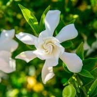 Fată. Gardenie rezistentă la îngheț - flori albe parfumate-Accent pitic Perfect pentru orice peisaj